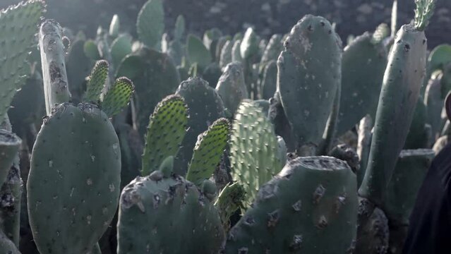 An adult woman is harvesting nopal with the hands using protective gloves. Close up