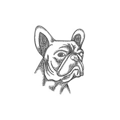 bulldog head face line art illustration creative design
