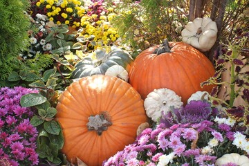 Colourful organic pumpkins and gourds on agricultural fair. Harvesting autumn time concept. Garden fall natural plant. Thanksgiving halloween decor. Festive farm rural background. Vegetarian food.