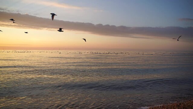 A flock of seagulls is resting in the sea. Warm sunset sky over the ocean, sun glare. Silhouettes of seagulls sitting on the water and flying up with the sea in the background at sunset