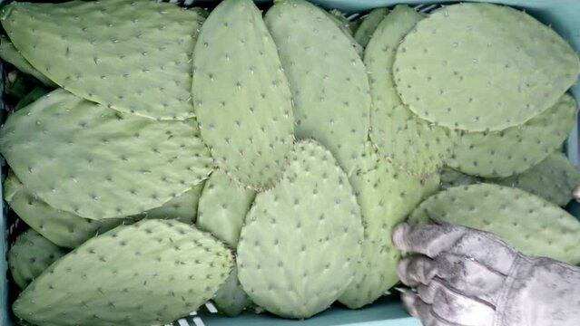 A young farmer is using gloves to stack nopales in a crate after haversting
