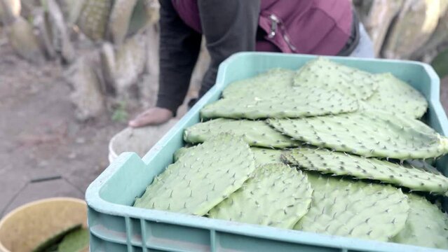 Mother and son are using gloves to stack nopales in a crate after harvesting, sunrise work