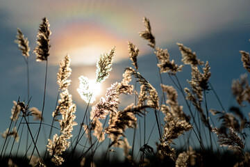 Frozen reeds on a branch and ice in the winter season