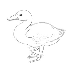vector drawing sketch of duckling, hand drawn bird, isolated nature design element