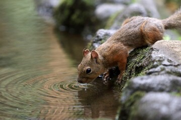 水を飲むニホンリスのポートレート © osaru_photos