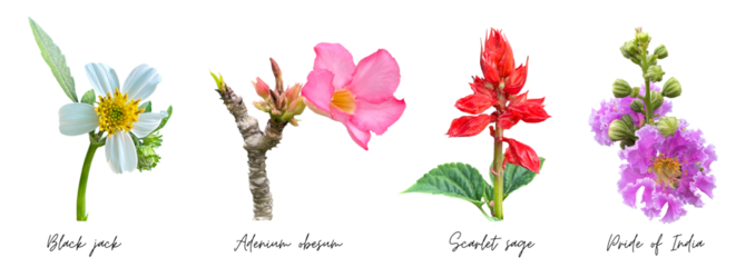 Flowers clipart png branch