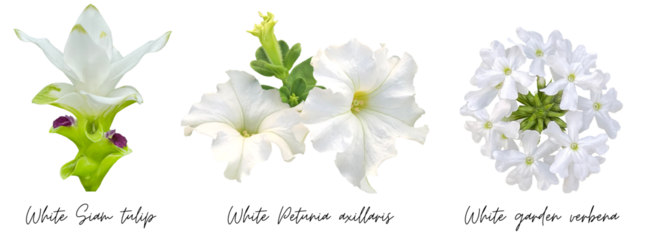 White flowers clipart png