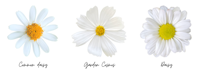 White flowers clipart png 
