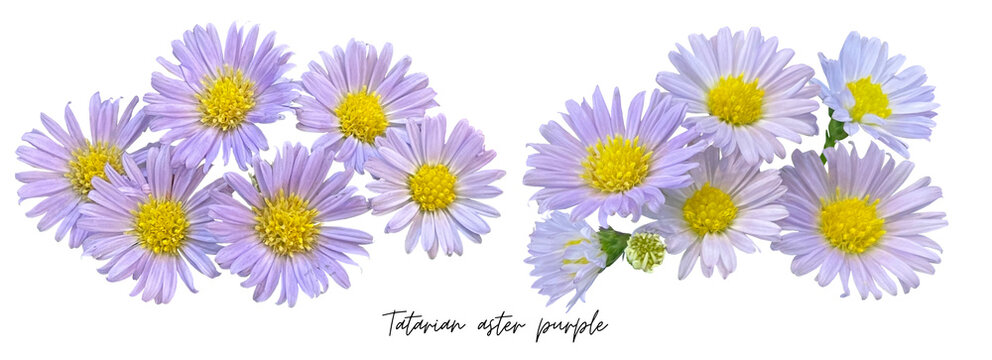 Flowers clipart png, purple Tatarian aster