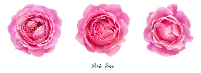 Pink rose clipart png