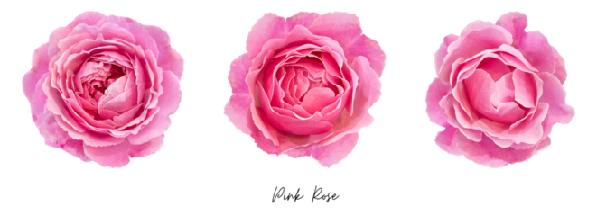 Pink rose clipart png