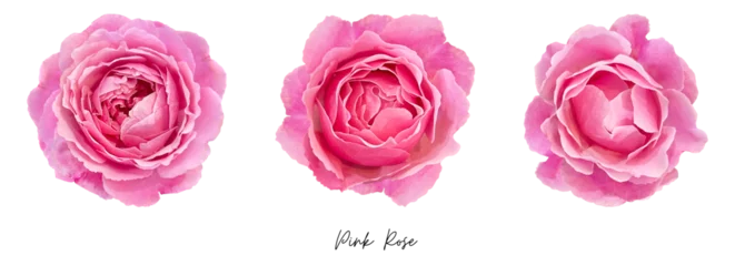Fototapeten Pink rose clipart png © JMBee Studio