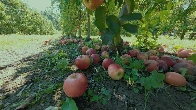 Fresh apple fruit on tree