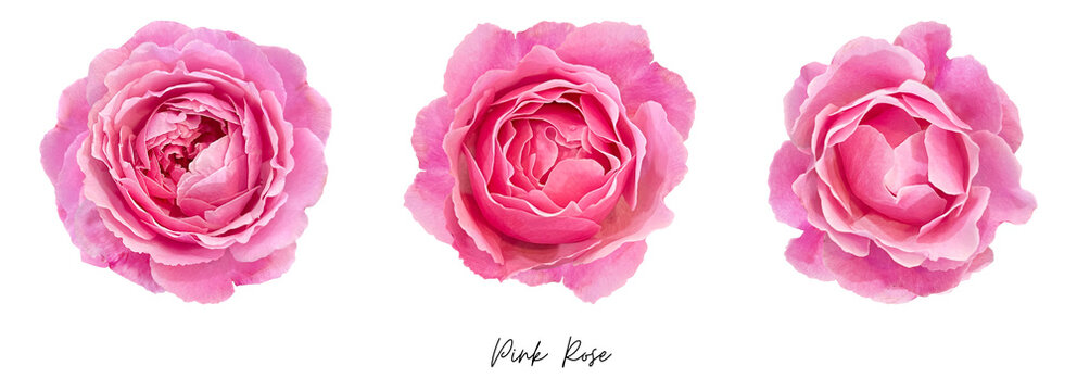 Pink Rose Clipart Png