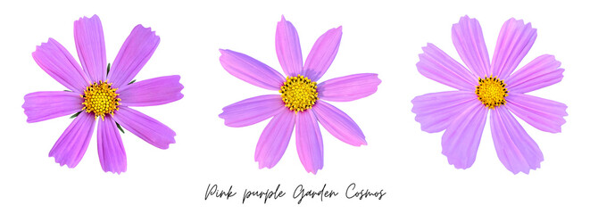 Pink flowers clipart png, Garden Cosmos