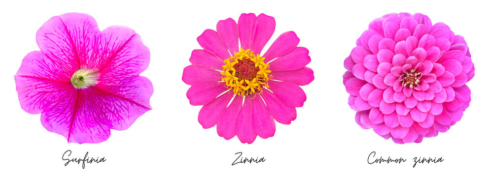Pink flowers clipart png 