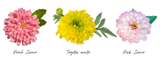 Flowers clipart png