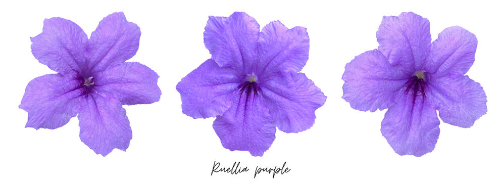 Purple flowers clipart png, Ruellia