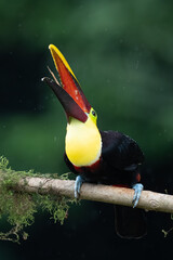 Keel-billed Toucan - Ramphastos sulfuratus, large colorful toucan from Costa Rica forest with very colored beak.