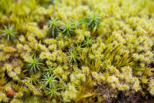 Close-up of moss growing on field