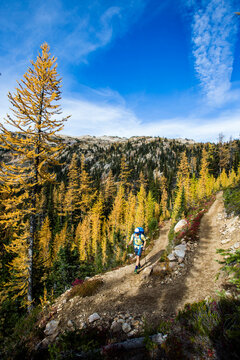 A young man hikes through the colorful larch trees in the Pasayten Wilderness on the Pacific Crest Trail (PCT) in Washington.