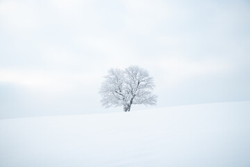 Fototapeta na wymiar Historic monumental tree covered in snow and a pure untouched snow field. Minimalism in nature. Soft light. Alone tree. Kozlovice Beskydy, Czech Republic