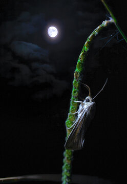 La polilla y la luna