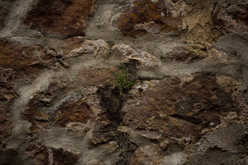 A small patch of grass growing on a stone wall. Rhoen Mountains, Germany