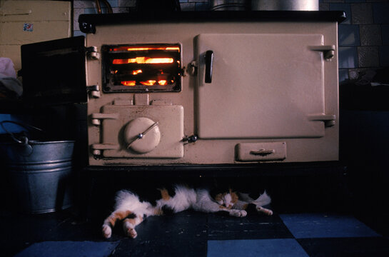 Cat Stove Warmth house pet sleeping asleep kitty purr