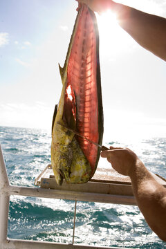 Cutting dolphin fish for shark bait
