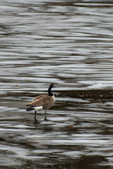 Canada goose branta canadensis standing on ice during freezing temperatures