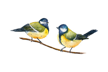 Watercolor drawing of two birds sitting on a branch. Watercolor parus.