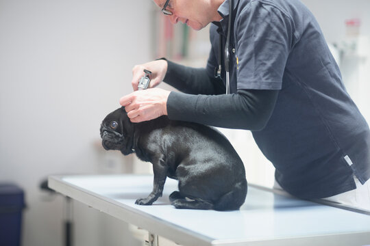 Veterinarian doing a check-up on a dog, Breisach, Baden-Württemberg, Germany