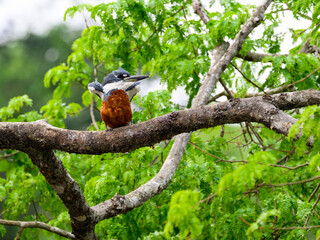 Ringed Kingfisher perched on tree branch against green foliage