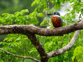 Ringed Kingfisher perched on tree branch against green foliage