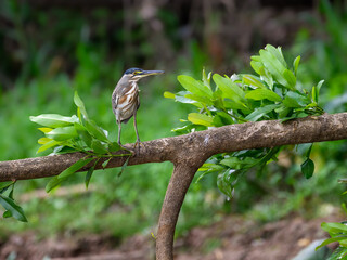 Striated Heron standing on fallen tree branch in Pantanal, Brazil