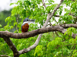 Ringed Kingfisher perched on tree branch against green foliage