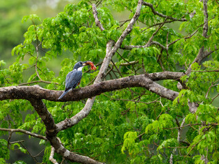 Ringed Kingfisher with fish perched on tree branch against green foliage