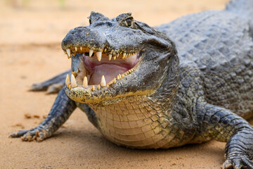 Obraz premium Caiman with open mouth sunbathing on the river's sandbank, closeup portrait in Pantanal, Brazil