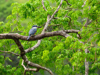 Ringed Kingfisher perched on tree branch against green foliage