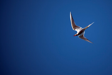 Arctic tern, Sterna Paradisaea near Humboldt Glacier, Greenland.