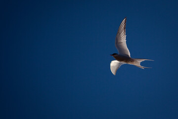 Naklejka premium Arctic tern, Sterna Paradisaea near Humboldt Glacier, Greenland.