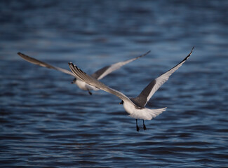 Xema sabini, Sabine's Gull