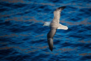 Fulmarus glacialis, Northern Fulmar, near Disko Bay, West Greenl