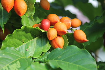 planta fruta bunchosia armeniaca - manteiga de amendoim  