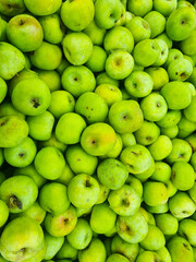background. lots of green apples. the concept of fruit harvest for the farmer. healthy and delicious food and dessert.