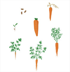 Growth stages of carrot plant. Carrot growing stages vector illustration