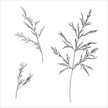 Hand drawn sketchy illustration of Bluegrass, field grass. Black and white drawing.