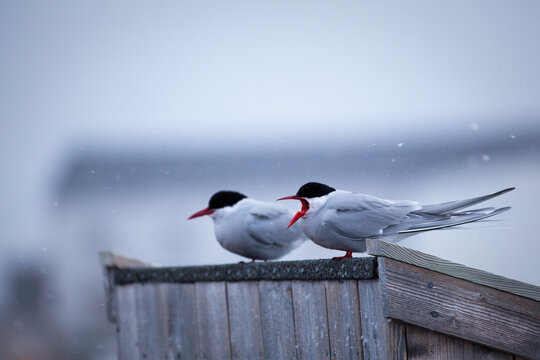 Arctic Terns, sterna paradisea, Ny Alesund
