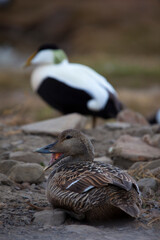 Common Eider Duck